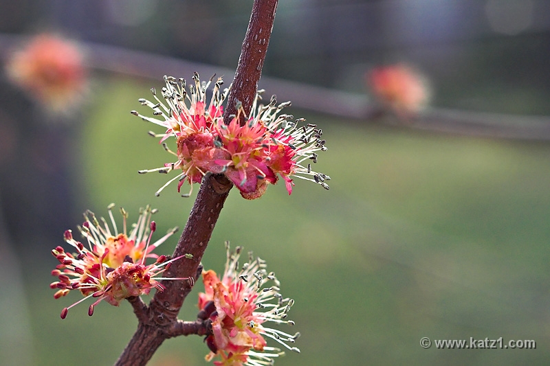 Spring Bud 4